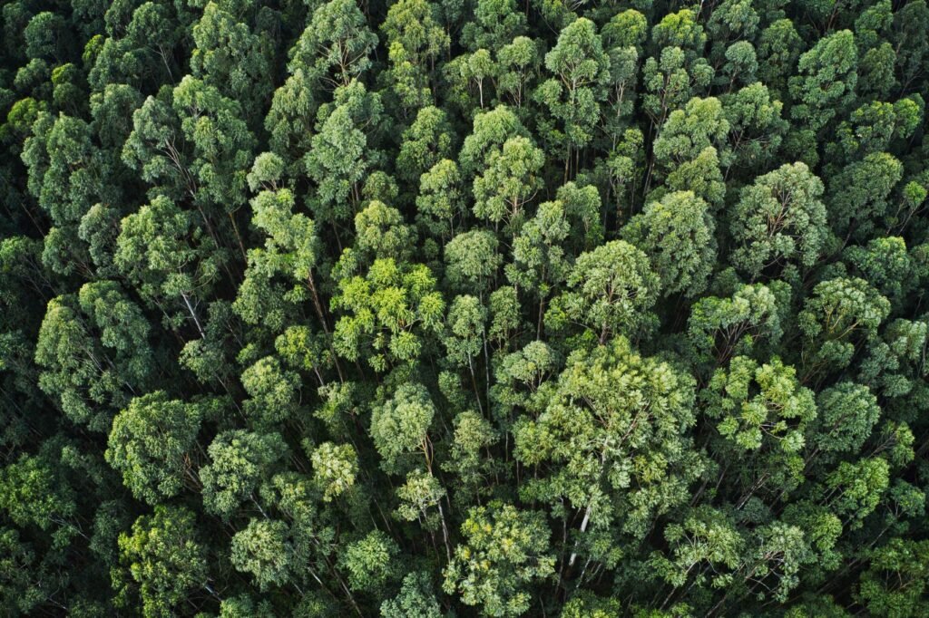 overhead aerial shot of a thick forest with beautiful trees and greenery overhead aerial shot of a thick forest with beautiful trees and greenery