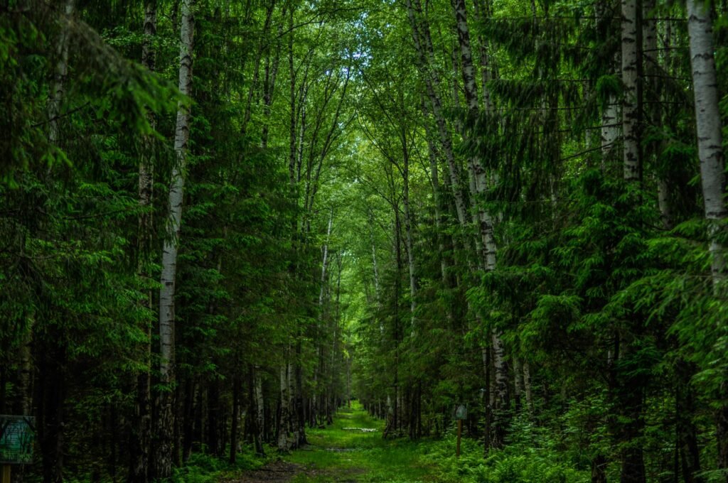 pexels photo 7042926 7042926 Explore the serenity of a vibrant green forest path surrounded by towering trees.
